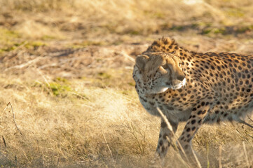 Africa, Namibia, 