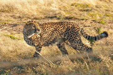 Africa, Namibia, 