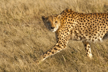 Africa, Namibia, 