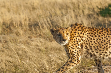 Africa, Namibia, 