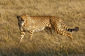 Africa, Namibia, 
