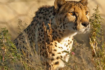 Africa, Namibia, 