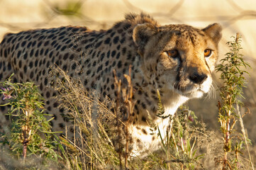 Africa, Namibia, 