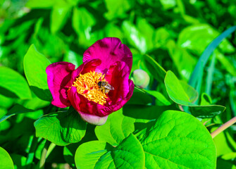 Bees on red peony flowers, honey plant in the garden