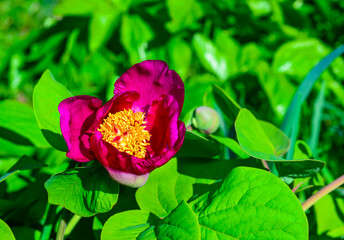 Red flower of garden tree peony, honey plant in the garden, Ukraine