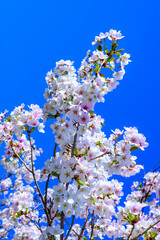 White and pink flowers of the sakura (wild cherry) tree against the blue sky in the garden, Ukraine