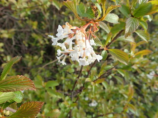 white flower in the blossim in spring
