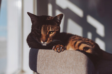Bengal Cat laying on cat tree inside home with sun rays on muzzle face. portrait of kitty kitten...