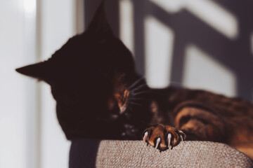 Selective focus cat claws. Misty shadow on cat face. A domestic bengal cat washes its paw on the...