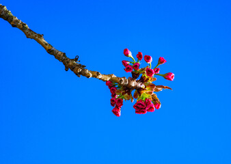Unopened buds of pink flowers of the sakura (wild cherry) tree against the blue sky in the garden,...