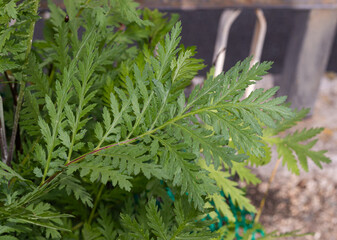 Close-up of a tanacetum (commonly known as arquebuse) leaf, displaying its vivid green surface and complex venation, emblematic of its utility in traditional herbal medicine