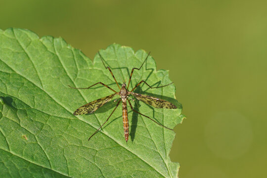 Female Limonid Cranefly  Epiphragma ocellare, family Limonid Craneflies Limoniidae. Patterned wings. On a leaf. Spring, May. Netherlands