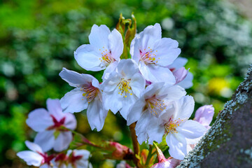 White and pink flowers of the sakura (wild cherry) tree against the blue sky in the garden, Ukraine