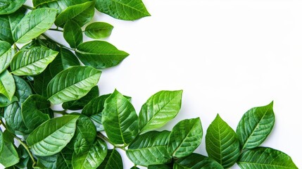 Fototapeta premium vibrant green leaves isolated on white background fresh foliage closeup