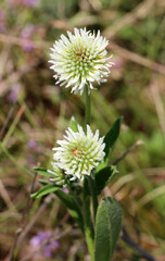 Mountain clover (Trifolium montanum) grows in nature