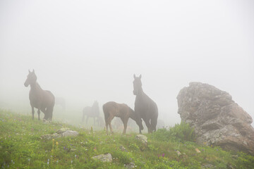 Horses graze in the fog in the mountains.
