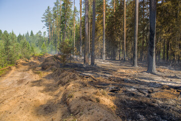 Spruce forest after a forest fire. Burnt tree trunks, faint smoke. Fire strip.