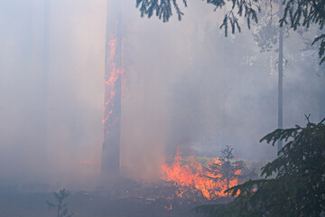 Forest fire. The forest floor is burning. Flames, smoke and burnt trees.