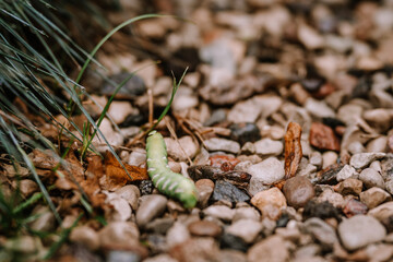 Close-up of a green caterpillar crawling on pebbles and grass, with leaves scattered around in an outdoor setting.