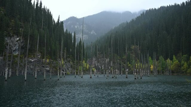 Kaindy lake during rain. Famous mountain lake with dry tree trunks in Kazakhstan