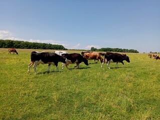 A herd of cows on a spacious grass pasture with young grass. Discharge of cows in Ukraine. The...
