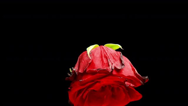 The Red Rose Withering in Motion: Time Lapse