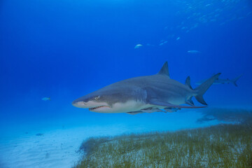 Fototapeta premium Sharks Underwater