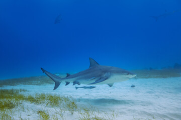 Sharks Underwater