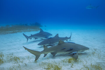 Obraz premium Sharks Underwater
