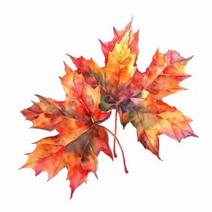 Fototapeta premium Ultra realistic watercolor style illustration of fall leaves of maple, high detailed, close up, isolated on white