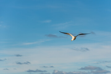 Seagull, Olrog's Gull, Larus Atlanticus, flying over the sea