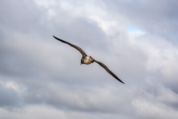 Seagull, Olrog's Gull, Larus Atlanticus, flying over the sea	