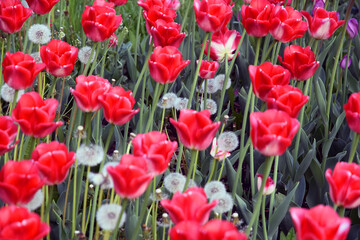 red tulips in the garden