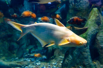 Multi-colored fish in the aquarium at the Sochi Aquarium. Tourist places of Sochi. The close-up.