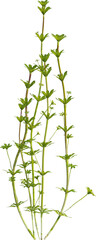 Naklejka premium Side view of Hedge Bedstraw plant