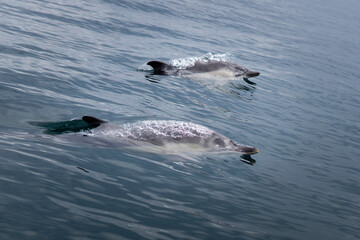 Fototapeta premium Les dauphins