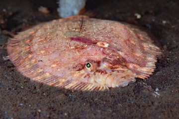 Zeugopterus punctatus from Norway