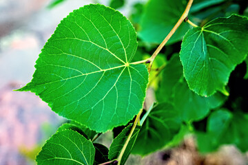 A texture made of branches of leaves on green background.