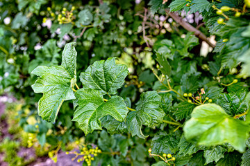 A texture made of branches of leaves on green background.