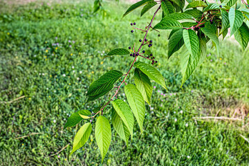 A closeup view of a branch of wild chokecherry.