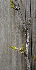 A close-up view of grapevine shoots with fresh spring growth against a wooden surface