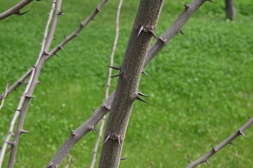 Tree branches with large thorns against a background of green grass