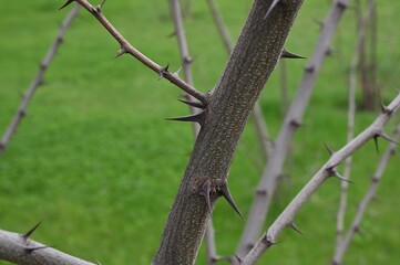 Fototapeta premium Tree branches with large thorns against a background of green grass