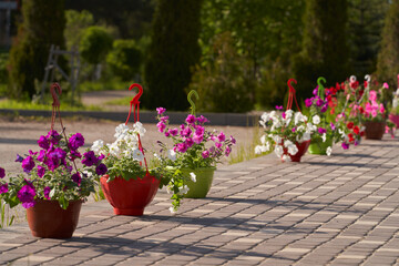 Suspended cachepots with rasnotsvetnoy petunia on the street area. Sale of flower seedlings.