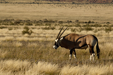 Africa, Namibia, Wildlife