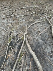 Tree root patterns spreading on the ground