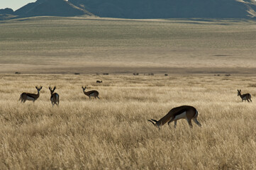 Africa, Namibia, Wildlife
