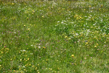 flowers in alpine meadow of alto adige