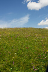 flowers in alpine meadow of alto adige