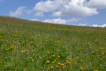 flowers in alpine meadow of alto adige
